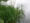 Vízi harmatkása (Glyceria maxima)