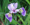 Nőszirom (Iris versicolor)