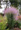 Vesszős fűzény (Lythrum virgatum)