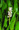 Fehér sellővirág (Pontederia cordata alba)