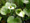 Sárkánygyökér (Calla palustris)