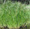 Hosszú palka (Cyperus longus)