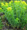 Mocsári kutyatej (Euphorbia palustris)
