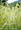 Csíkos vízi harmatkása (Glyceria maxima 'variegata')