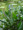 Sellővirág (Pontederia lanceolata)