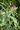 Mocsári pimpó (Potentilla palustris)