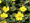 Libapimpó (Potentilla arenaria)