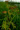 Széles levelű békakorsó (Sium latifolium)