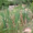 Keskeny levelű gyékény (Typha angustifolia)