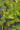 Közönséges rence (Utricularia vulgaris)